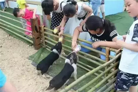 养猪不止可以卖肉！养殖小花猪农场，年接待游客20万！