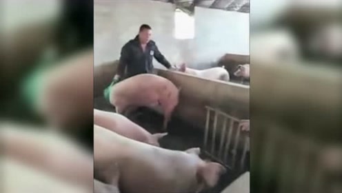 农村人养猪一个人怎么抓，这个大叔显然是抓猪抓出经验来了！