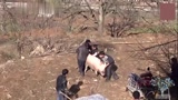 贵州威宁村民宰猪，猪不同意，然后村民都人仰马翻！