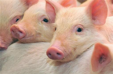 反击！中国取消大批美国玉米订单、猪肉总关税达88%