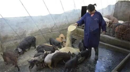 天啊！河南大量养殖户大量养殖户遭到投诉被整治？