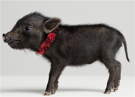 重庆畜牧业协会牵线搭桥壮大“酉州黑猪”？