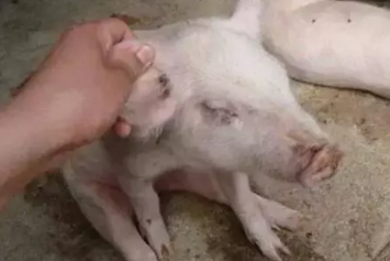 这3种猪病混合感染危害很大，养猪人一定要注意！