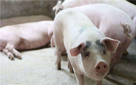 2018年07月02日全国外三元生猪价格行情涨跌表