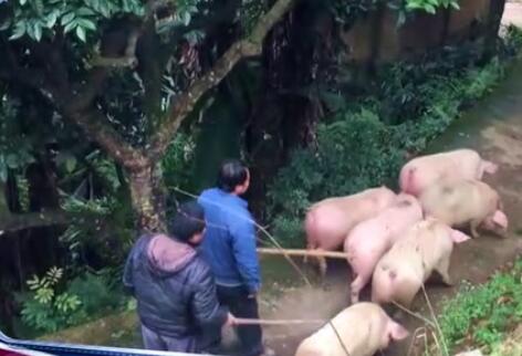 5分钟解决海外农民10年难题，中国土专家成“网红”。