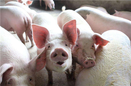 2018年07月02日全国内三元生猪价格行情涨跌表