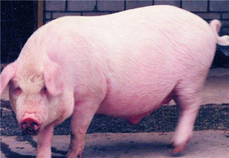 2018年07月02日全国土杂猪生猪价格行情涨跌表