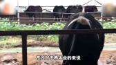 养殖一定要理性，今年养猪户头疼了，一定要吸取经验！