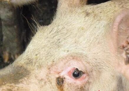 猪泪斑病例增多，无非7种原因，治疗不能用这种药！
