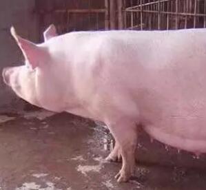 2018年07月03日全国土杂猪生猪价格行情涨跌表