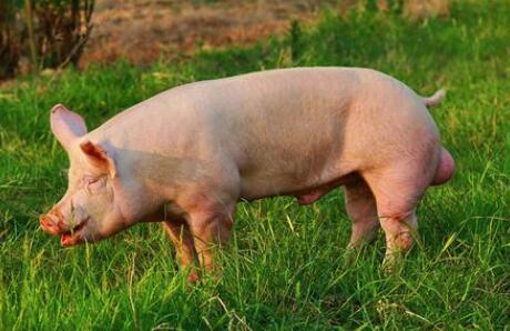 2018年07月03日全国内三元生猪价格行情涨跌表