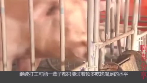 猪肉降价赚到钱的是养猪户还是卖猪肉的?