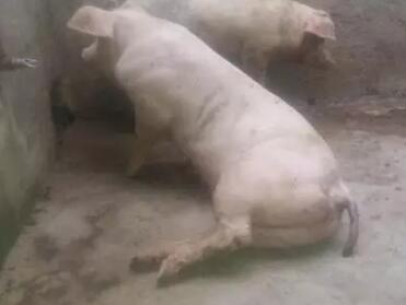 引起猪跛足的原因，及预防和治疗的方法！