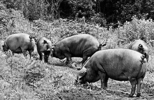 养猪还能这么潮？分期付款、网络直播……他的猪卖火了