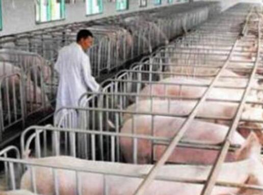 四查一心、发现病猪、早发早治、止损增收！