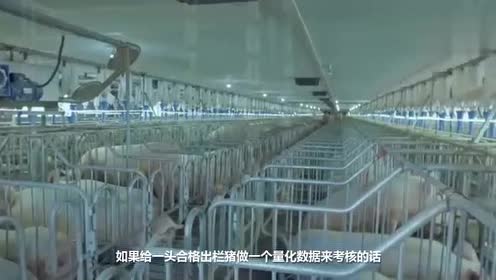现在都流行养猪了？阿里利用人工智能养猪，母猪多生3个仔