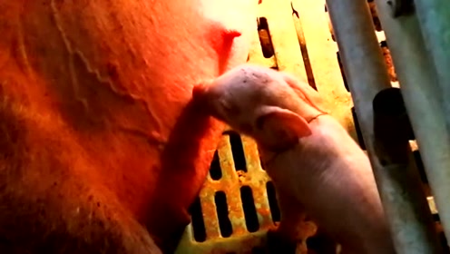 回家创业开办养猪场，今年的行情还适合扩大规模吗？