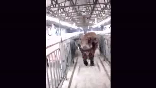 猪中王者 养猪场唯一能活到老的猪，多么寂寞！