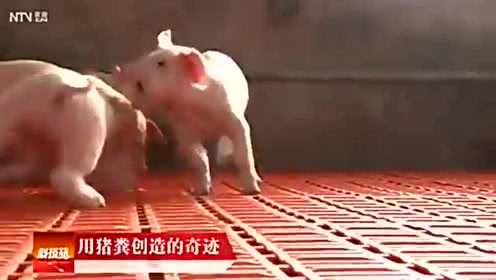 背靠农村 1年处理160万吨猪粪 养猪达人破解养殖环保难题！