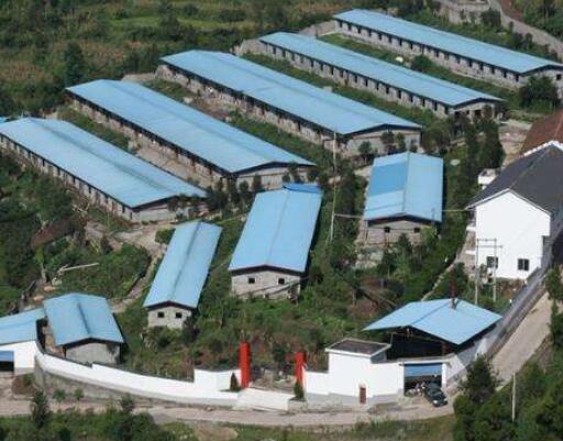 新希望市值三年腰斩一半! 养猪没前途了?