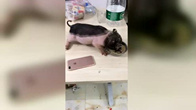 在家养猪的后果，了解一下！