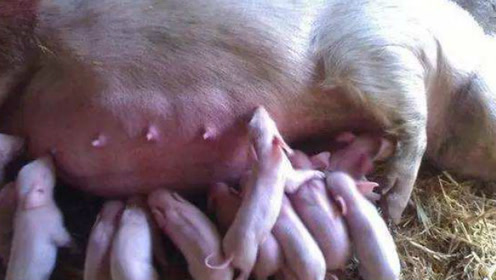 养猪基础诊断：如何判断母猪是发情还是有炎症？