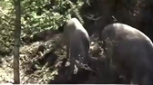 农户在松树林里面养猪，不料却能采摘蘑菇，每亩地一年多收入1000元