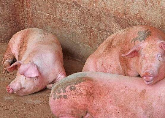 猪群咳嗽老不好，养猪人何不试试这个组方？效果真不赖！