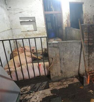 半夜，青山湖区顺外路一间民房内总传来猪嚎叫！记者连续两天暗访发现…