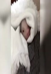 出来卖个萌，怎么现在又想骗我养猪了呗！