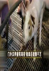 门外汉养猪有高招，猪粪居然还能加工再利用年赚千万！