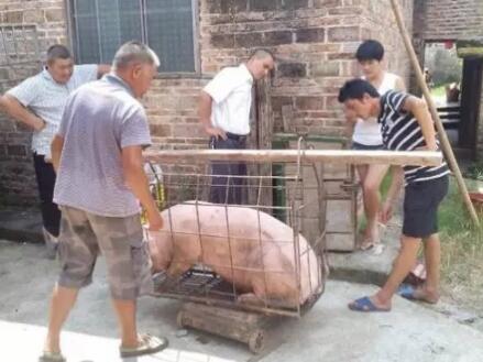 活该！猪贩子在秤砣上耍花招，终被刑拘！