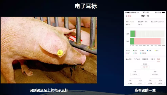 想要获知一头猪的前世今生？1秒足矣！