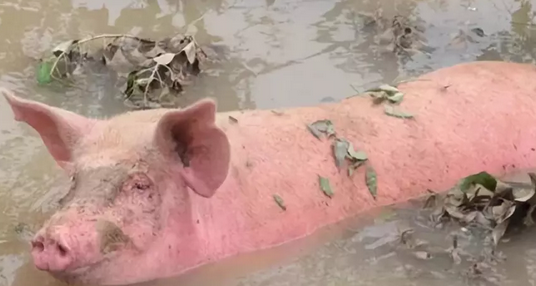 老人痛哭：1600头猪被冲走，部分被人捞到竟然不愿归还！