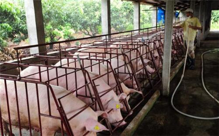 金新农2018年生猪出栏预计将缩减至31万头！