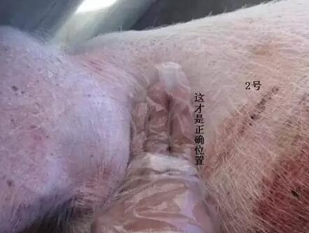 为什么给猪打针会起包？要反思这两点是否做好！