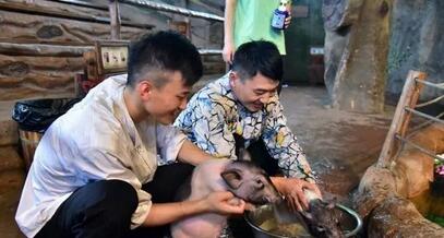 养猪谚语：“四蹄不定，必定有病”，到底是什么意思呢？