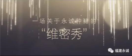 永城集团种猪选美大赛！