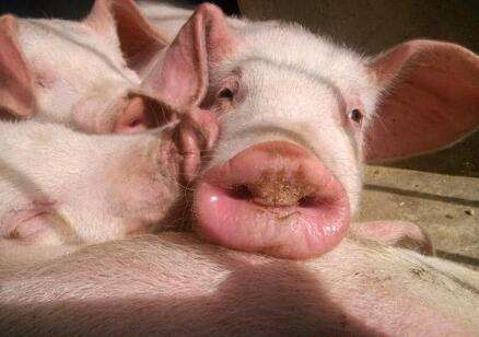 超强台风“玛莉亚”来了，猪场如何应对？