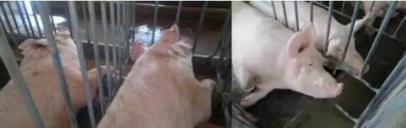 夏季猪群不吃食？教你一套组合拳轻松应对！