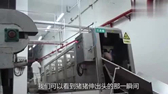 养猪场的新科技，猪猪瞬间失去知觉，表情太呆萌了！