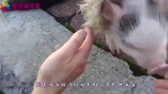 这么多年原来我们都养猪养错了，真正的养猪是这样的！