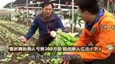 致富经：农村大哥养猪新模式，养猪种菜两不误，产值上亿元！