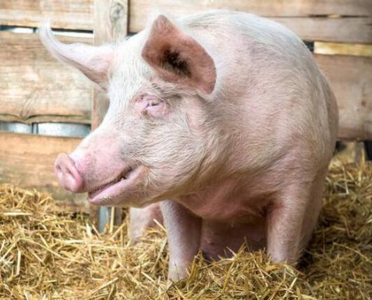 赤脚兽医治疗猪病的方法，养殖户上网一查真是醉了！