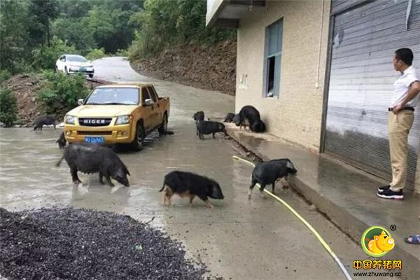唐恢勇是地地道道的农村人，之前一直在外面闯荡，为了生活什么工作都干过，跑过运输，承包过工程，吃过很多苦，也受过不少累。2016年，35岁的唐恢勇和妻子杨幺妹把这些年打拼的所有积蓄拿了出来，投资一百多万元，创办了土司缘家庭农场。