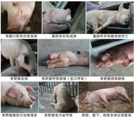 养猪人注意，近期高发突然死亡、病死率100%！