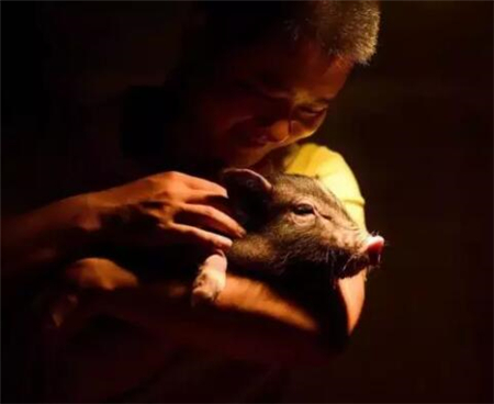 稀奇！90后小伙和猪同吃同睡，工作是将它们捧成明星~