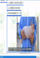 猪肺部注射方法，养猪户要掌握的技术！