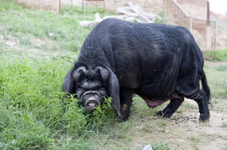 备案养殖场经营多年突变违建？猪场遭强拆200多头猪被强行拉走
