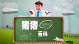 猪猪百科：猪胀气的急救办法！